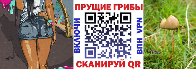 МЕГА tor  Губкинский  Псилоцибиновые грибы GOLDEN TEACHER 